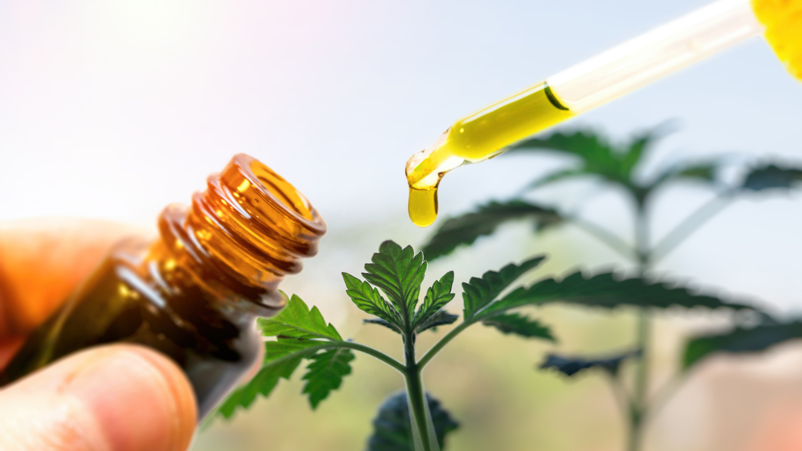 HHC oil